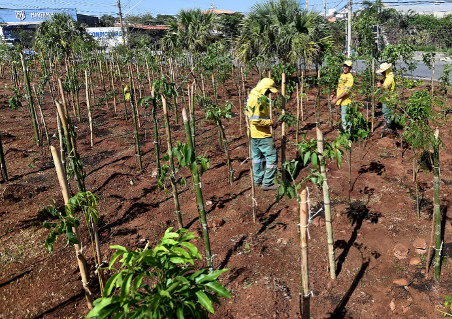Microfloresta urbana em Campinas com mudas de árvores nativas da Mata Atlântica